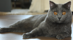 Top 15 Loving Cat Breeds & Their Key Traits