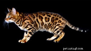 15 Most Docile Cat Breeds: A Guide to Peaceful Pets