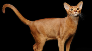 15 Most Docile Cat Breeds: A Guide to Peaceful Pets