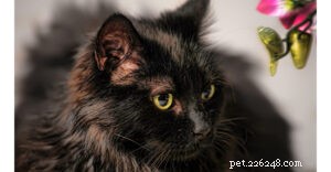 15 Most Docile Cat Breeds: A Guide to Peaceful Pets