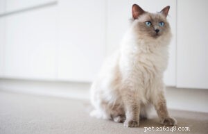 15 Most Docile Cat Breeds: A Guide to Peaceful Pets