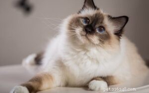 15 Most Docile Cat Breeds: A Guide to Peaceful Pets