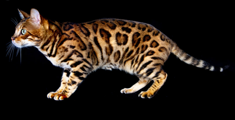 Bengal Cat Breed: History, Personality, Health & Care Guide
