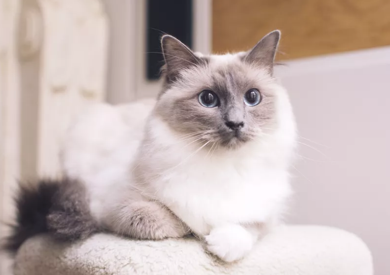 Ragdoll Cats: A Comprehensive Guide to Their History, Traits, and Care