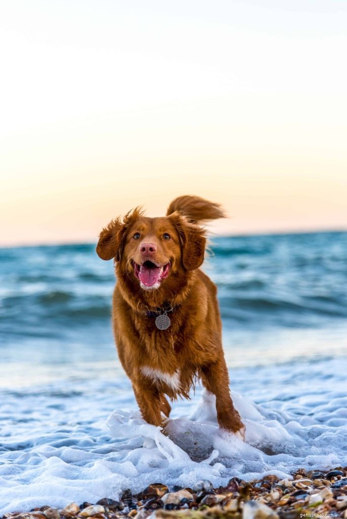 Discover Why Dogs Are Exceptional Companions