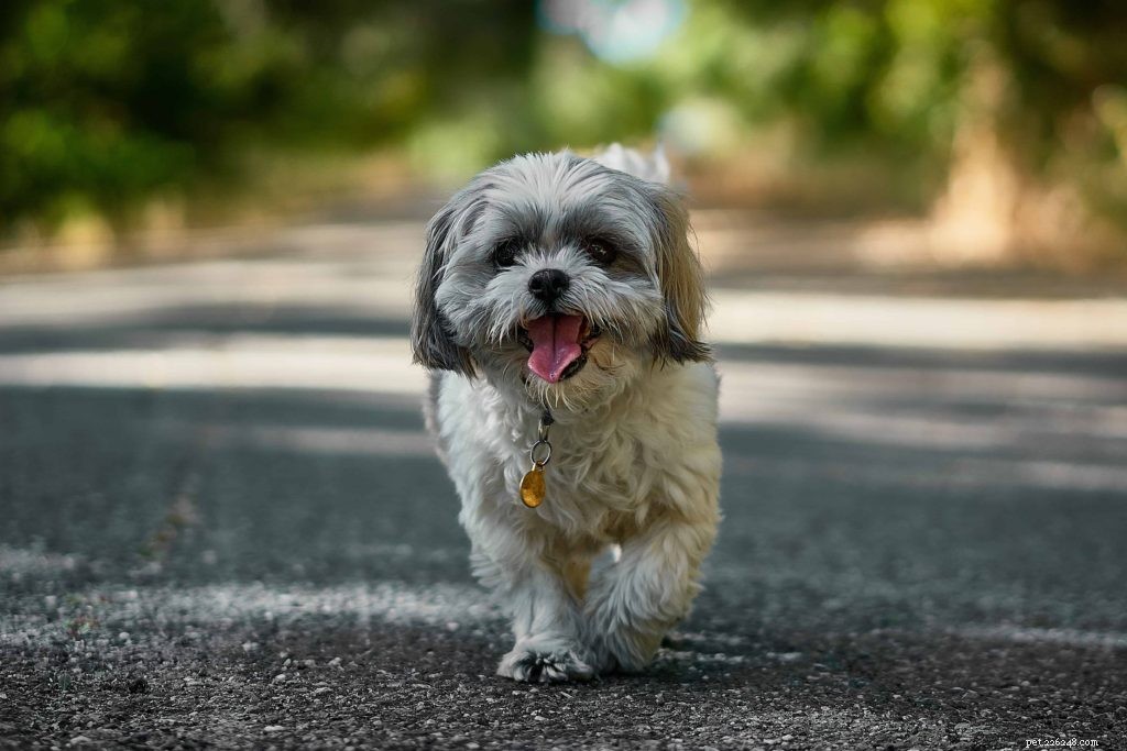 Expert Dog Photography Tips: Capture Stunning Shots with Pawsome