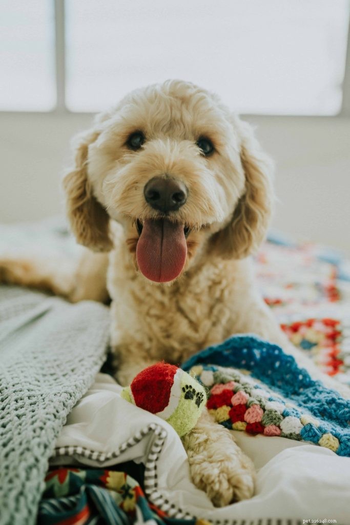 Expert Dog Photography Tips: Capture Stunning Shots with Pawsome