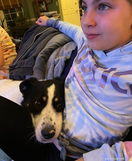 Borador Dog: A Reliable Guard and Companion