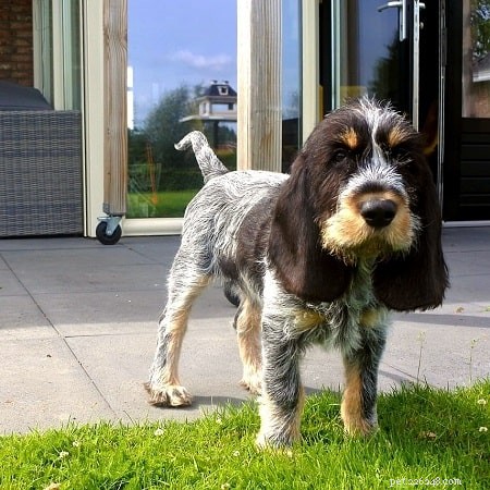 Griffon Bleu de Gascogne: French Hunting Dog – Friendly, Versatile, Family‑Ready