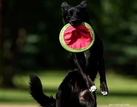 Borador Dog: A Reliable Guard and Companion