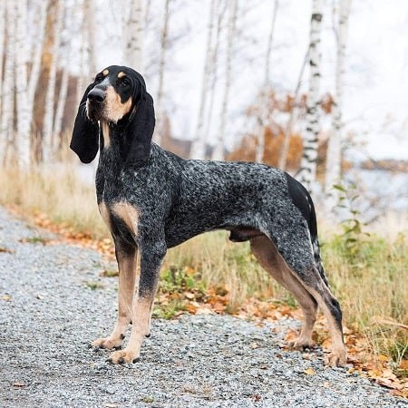 Petit Bleu de Gascogne: French Hunting Dog Profile