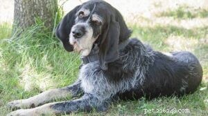 Griffon Bleu de Gascogne: French Hunting Dog – Friendly, Versatile, Family‑Ready