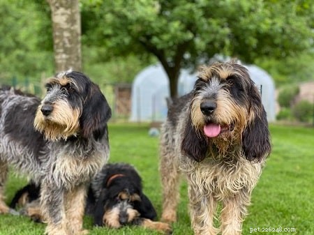 Griffon Bleu de Gascogne: French Hunting Dog – Friendly, Versatile, Family‑Ready