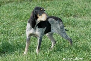 Petit Bleu de Gascogne: French Hunting Dog Profile