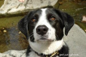 Borador Dog: A Reliable Guard and Companion
