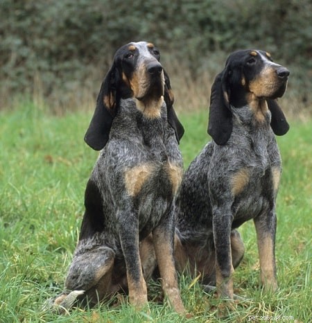 Grand Bleu de Gascogne – A Versatile French Hunting Dog