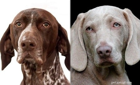 German Pointeraner: Germany’s Legendary Hunting Dog