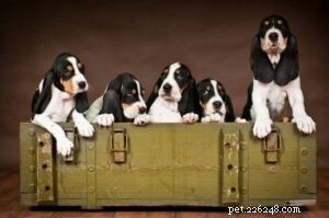 Small Bernese Hound – Swiss Hunting Dog: Traits & Care