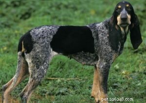 Grand Bleu de Gascogne – A Versatile French Hunting Dog