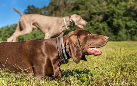 German Pointeraner: Germany’s Legendary Hunting Dog