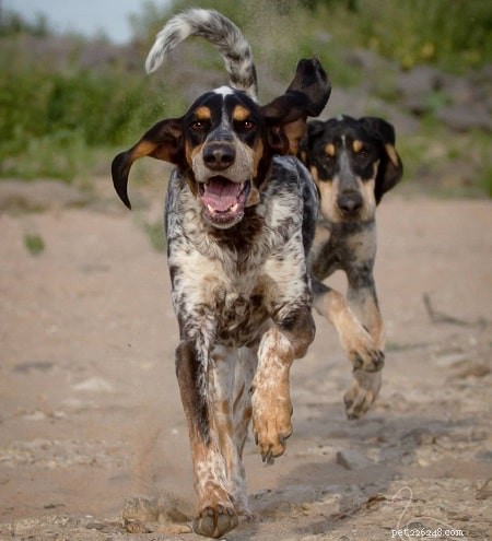 Grand Bleu de Gascogne – A Versatile French Hunting Dog