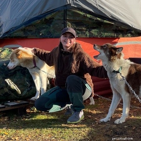 The Greenland Dog: History, Traits, and Care Guide