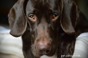Small Bernese Hound – Swiss Hunting Dog: Traits & Care