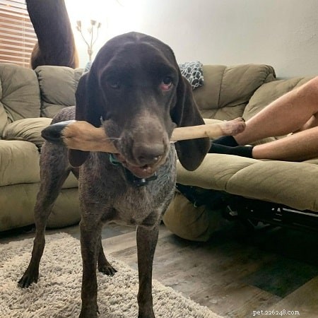 Spanish Pointer Dog – An Extinct Hunting Breed
