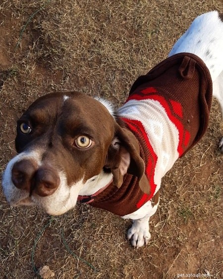 Pachón Navarro: A Versatile Spanish Hunting Dog