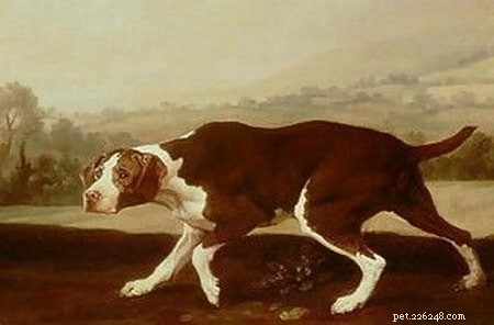 Spanish Pointer Dog – An Extinct Hunting Breed