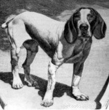 Pachón Navarro: A Versatile Spanish Hunting Dog