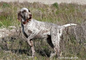 Spanish Pointer Dog – An Extinct Hunting Breed