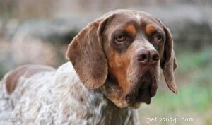 Pachón Navarro: A Versatile Spanish Hunting Dog