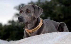 Blue Lacy: Texas Working Dog – Reliable, Brave, and Efficient