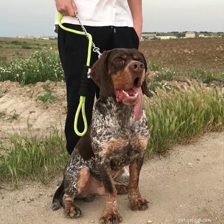 Pachón Navarro: A Versatile Spanish Hunting Dog
