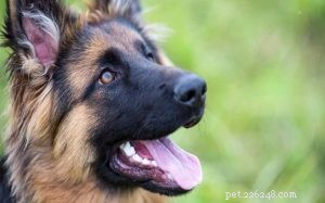 German Shepherd Dog: Comprehensive Breed Overview