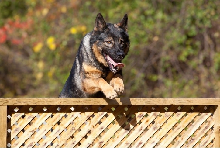 German Shepherd Dog: Comprehensive Breed Overview