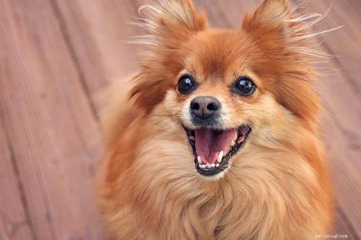 Papillon Dog: The Elegant Belgian-French Toy Spaniel