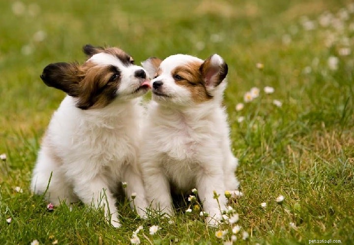 Papillon Dog: The Elegant Belgian-French Toy Spaniel