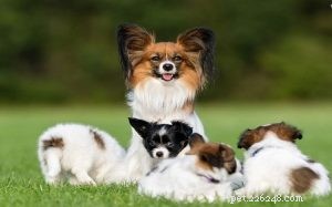 Papillon Dog: The Elegant Belgian-French Toy Spaniel