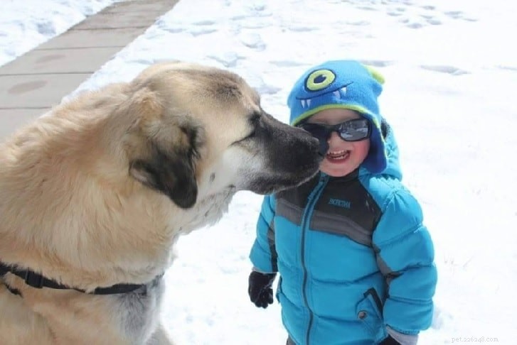 Anatolian Kangal Shepherd Dog: Breed Overview & Key Facts