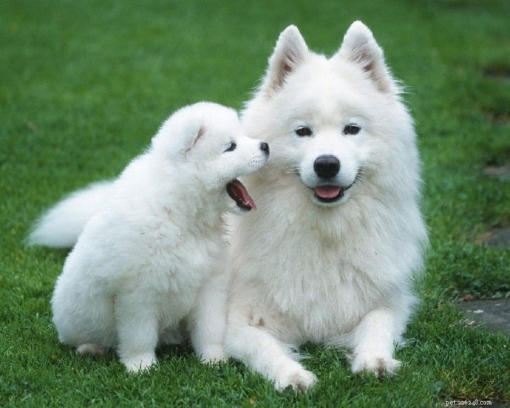 American Eskimo Dog: Comprehensive Breed Profile