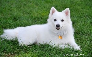 American Eskimo Dog: Comprehensive Breed Profile