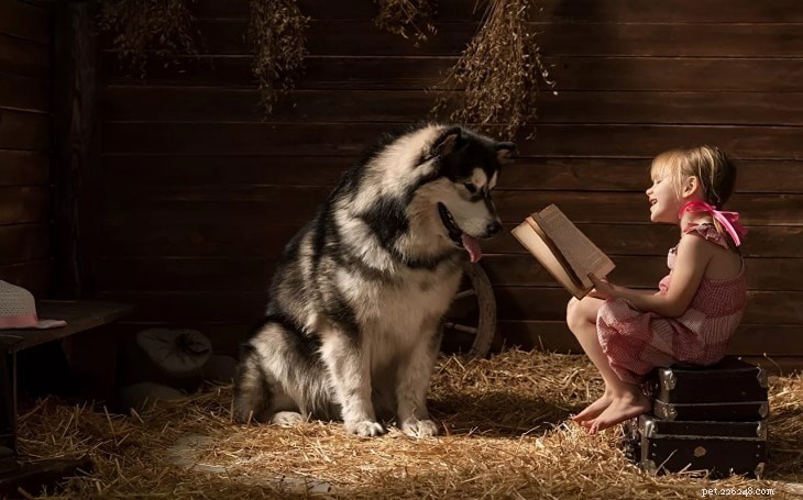 Alaskan Malamute: Key Traits, Care, & Temperament Guide