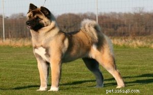 Akita Dog Breed Guide: Origin, Traits & Care