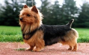 Australian Terrier Breed Profile: Traits, Care & Health