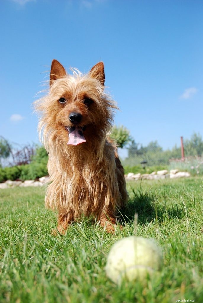 Australian Terrier Breed Profile: Traits, Care & Health