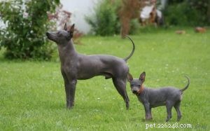 American Hairless Terrier: Comprehensive Breed Profile