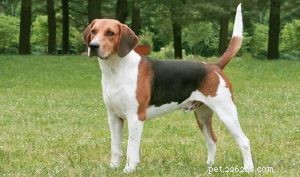American Foxhound: A Comprehensive Guide to the Loyal Hunting Hound
