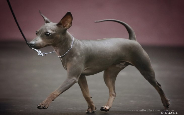 American Hairless Terrier: Comprehensive Breed Profile